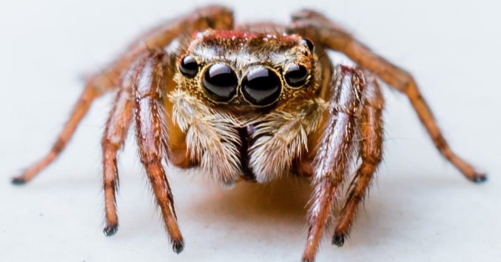 A jumping spider photographed head-on, its four large forward-facing eyes clearly visible